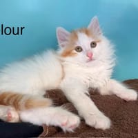 Velour, chat à adopter