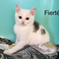 Fierté, chatte à adopter