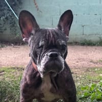 LILYE CHAO, chienne à adopter
