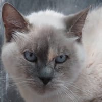 NYX, chatte à adopter