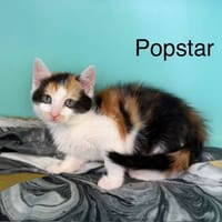 Popstar, chatte à adopter