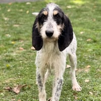 Panoramix CAA16168, chien à adopter