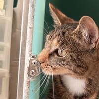 LISA C, chatte à adopter
