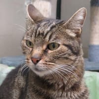MUFFIN, chat à adopter