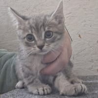 KIRI, chatte à adopter
