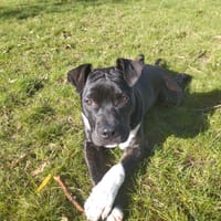 DOGGY, chien à adopter
