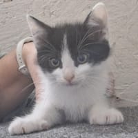 BABYBELLE, chatte à adopter