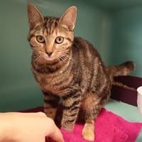 MONA C, chatte à adopter
