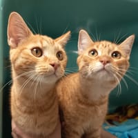 MALABAR C, chat à adopter
