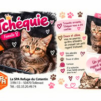 Tchéquie réservée, chatte à adopter