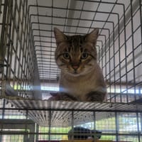 PAQUITO, chat à adopter