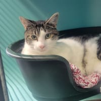 Squick, chat à adopter