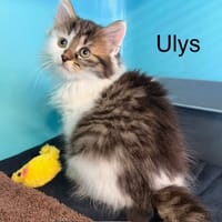 Ulys, chat à adopter