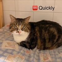 QUICKLY, chat à adopter