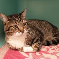 MOUSTACHE C, chat à adopter