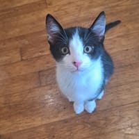 MIKADO, chat à adopter