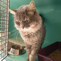 STARK C, chat à adopter