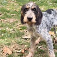 Idéfix CAA16167, chien à adopter