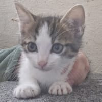 PTI LOUIS, chat à adopter