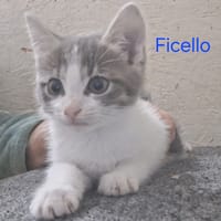 FICELLO, chat à adopter