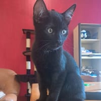 BROWNIE, chat à adopter