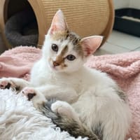 Plume, chatte à adopter
