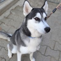 Zeus, chien à adopter