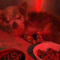 NINO, chien à adopter
