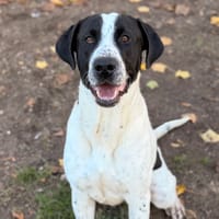 Soum CAA16173, chien à adopter