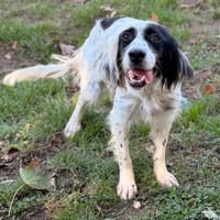 Claudie CAA16171, chienne à adopter