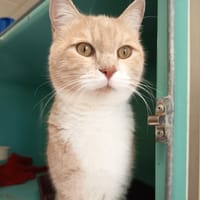EUGENE C, chat à adopter