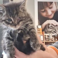 ERWIN, chat à adopter
