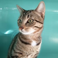 BAXTER C, chat à adopter