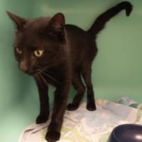 GHOST C, chat à adopter