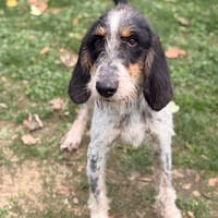 Toutatix CAA16169, chien à adopter