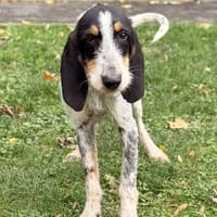 Obélix CAA16166, chien à adopter