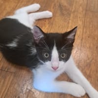 NOUGAT, chat à adopter