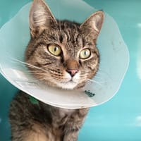 JAY C, chatte à adopter