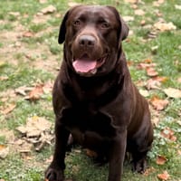 Max CAA16175, chien à adopter