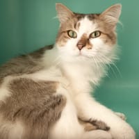 ISAAC C, chat à adopter