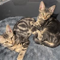 NUGGETS, chat à adopter