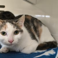 BELINE, chatte à adopter