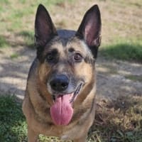 DRASH CHAO, chien à adopter