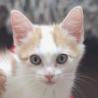 BRANDY, chat à adopter