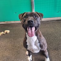 Jumper, chien à adopter