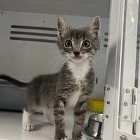 Boubou, chat à adopter