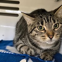 BLOOM, chatte à adopter