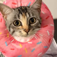 TUTTI FRUTTI, chatte à adopter