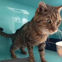 NIGEL C, chat à adopter