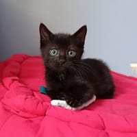 Apodaca, chat à adopter